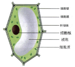 植物细胞示意图